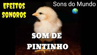 Som de pintinho, efeitos sonoros, som de aves