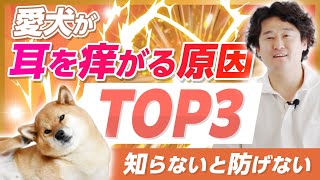 【 愛犬が耳を痒がる原因TOP3 】