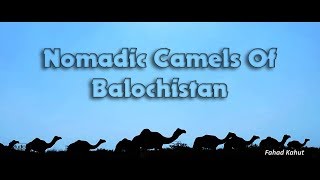 Nomadic Camels - A documentary on the asset of Balochistan | Pakistan