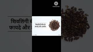 शिवलिंगी बीज। shivlingi seeds। #shorts