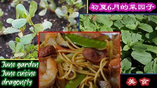 六月初夏的菜园子, 六月的家常菜, 六月的蓝蜻蜓, June garden, June cuisine, blue dragonfly