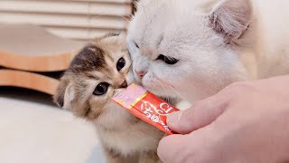 大好きなちゅーるを食べている子猫を舐めまわすパパ猫がこちらw