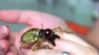 Giant Tree Weta