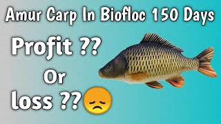 Amur Carp Biofloc में मत करो !! Biofloc Fish Farming India !!