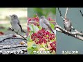 野鳥に癒される5分間part.19【秋の鳥】