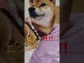 びっくりした〜‼️ 柴犬コンちゃん 癒し動画