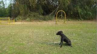 忠泰愛犬訓練所 比特犬