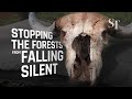 Stopping South-east Asia's forests from falling silent