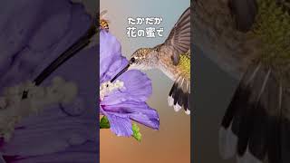 【雑学】糖分に全てを捧げた、鳥　#shorts