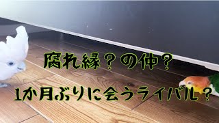 『ガブさん』1か月ぶりに会うライバル？腐れ縁の仲？　相変わらずかい?