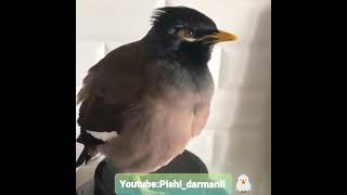 حرف زدن مرغ مینا🐦🕊صدای حیوانات مختلف رو تقلید میکنه🐦🕊🦅🦤