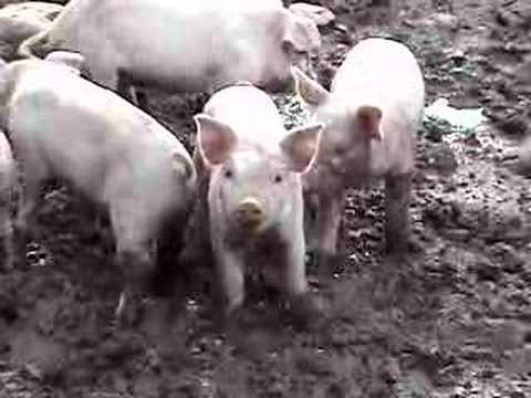 Piglets Youtube