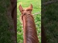 trail ride on hun 💝🤠 horse horseriding western country barrelracer barrelhorse equestrian