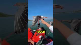 Very Smart Goose Took a Ride on a Yacht