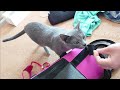 【猫動画】大嫌いな病院に行く前のロシアンブルーの奮闘【russianblue】russian blue who hates going to the hospital and resists