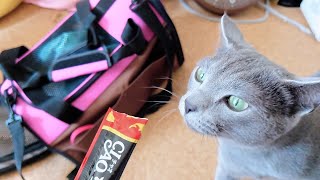 【猫動画】大嫌いな病院に行く前のロシアンブルーの奮闘【russianblue】Russian Blue who hates going to the hospital and resists