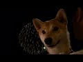 柴犬もも この夏のあらまし shiba inu this summer 2014