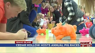 Cedar Hollow hosts annual pig races