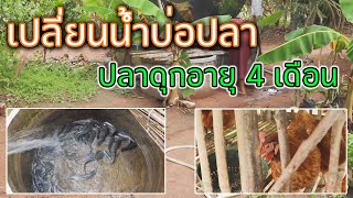 วิธีเปลี่ยนน้ำปลาดุกในวงบ่ ตอนปลาดุกโต | อีสานร่มเย็น