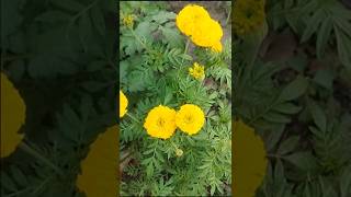 Gardening బంతి పువ్వులు#Marigold flowers#ytstudio#shorts