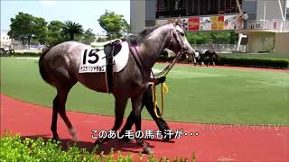 【現地撮影動画】競馬パドッククイズ難易度D　あなたの相馬眼を試してみてね