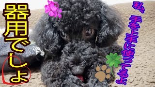 【可愛い愛犬】手を上手く使って、かみかみスイーツボーンでストレス発散（犬のおもちゃ）🐩黒トイプードル🐩💓黒ぷー日記💓字幕⭐テロップ⭐