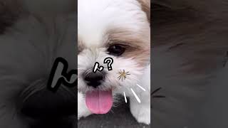 ある日のお散歩でお顔にお花が咲きました♪#シーズー #shihtzu #おさんぽ