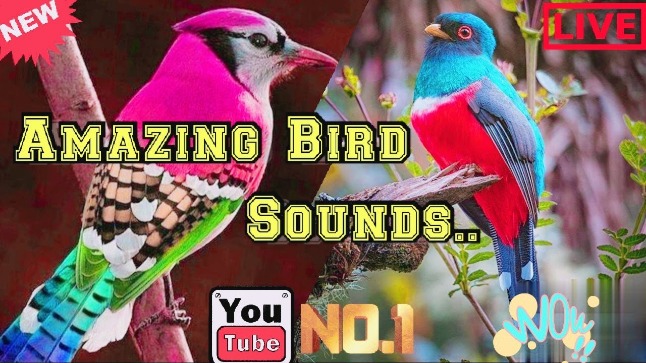 Amazing Bird Sounds || Beautiful Bird Singing || Bird Chirping Sounds ...