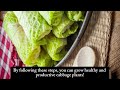 how to grow green cabbage بند گوبھی green thumb organic cabbage