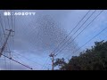 【映像】数百？数千羽？上空を飛び交う鳥の大群…群れをつくるには理由が【中テレ投稿boxニュース】