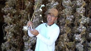 Drying Garlic at Parkland Peonies