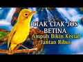 CIAK CIAK JOSS BETINA PANCINGAN KECIAL KUNING AMPUH BIKIN KECIAL JANTAN RIBUT