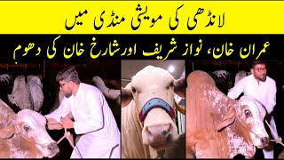 Landhi Mawesh Mandi 2023: Spectacular Cow Mandi in Karachi - A Must-See for All Cattle Enthusiasts