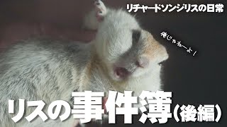 迷探偵飼い主。リスの事件簿 後編【リチャードソンジリス】#104