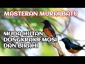 masteran murai batu full isian tembakan mewah durasi panjang