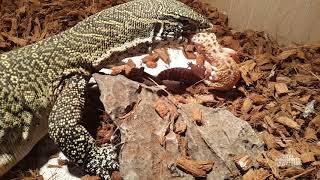 주의)나일모니터에게 레오파드게코를 피딩하였습니다[Nile Monitor leopard gecko Feeding]