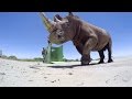 GoPro BTS: The Last of the Rhinos - Inside the VR Shoot