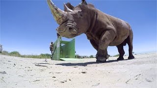 GoPro BTS: The Last of the Rhinos - Inside the VR Shoot