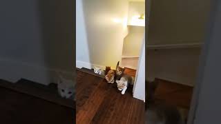 Aww super cute and funny cat 🙀 🤣 #Shorts #tiktok #cats #cutecats #funnyvideo #animals #dumps