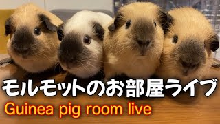 🔴(10:15:18秒〜お野菜タイム) モルモット部屋ライブ Guinea pig room Live