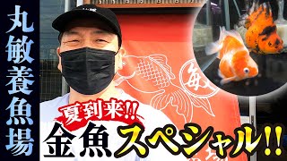 【有名金魚店】弥富にある優良店‼︎「メジャー金魚」から「珍しい金魚」までじっくりご覧ください！優雅に泳ぐ金魚たちがじめじめした暑さを…忘れさせてくれます。