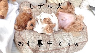 モデル犬の羨ましすぎるお仕事内容w【トイプードル】