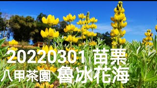 20220301.苗栗八甲茶園魯冰花海(聯合大學八甲校區)