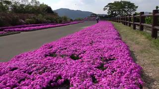 大分県佐伯市・空の公園（芝桜）　ドローン空撮