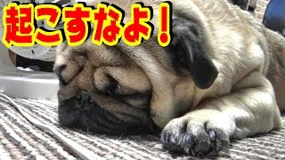 《超ブサかわパグ動画》うちのパグ　日曜日午後のお昼寝が可愛すぎる！ パグのいびき（笑）『おまめ日記』