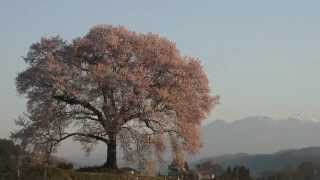 山梨県　わに塚の桜と八ヶ岳