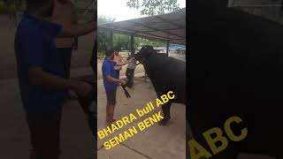 BHADRA bull ABC SEMAN BENK