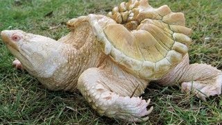 10 Weirdest Albino Animals In The World!