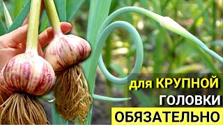 Сделайте ЭТО, чтобы ОЗИМЫЙ ЧЕСНОК вырос КРУПНЫМ. Как и когда обрывать СТРЕЛКИ у чеснока?