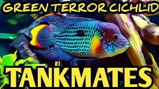 Tankmates for green terror Cichlid | Most suitable Tankmates for green terror Cichlid .